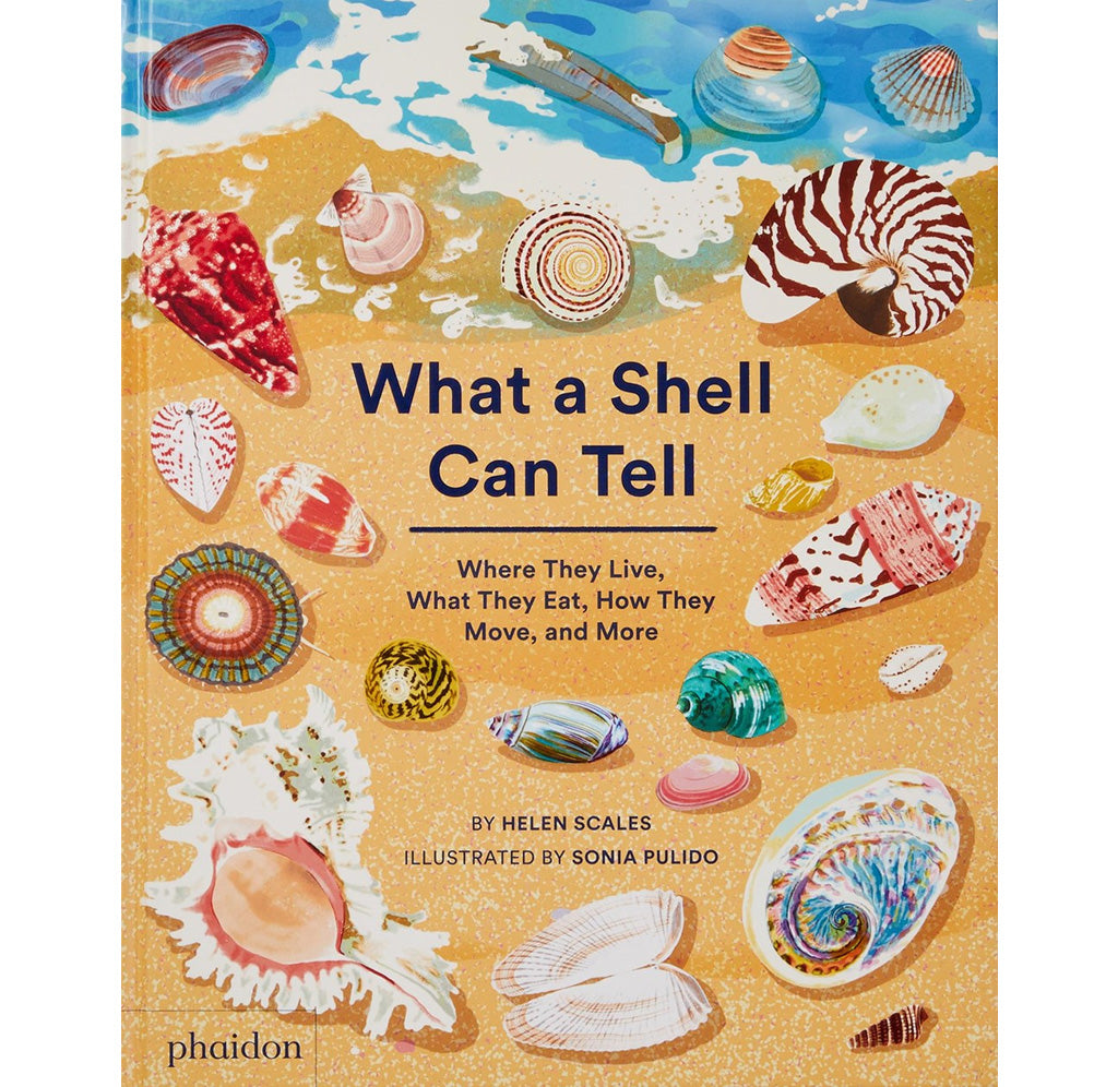 Front cover featuring a sandy background and shells of all shapes and sizes scattered around.