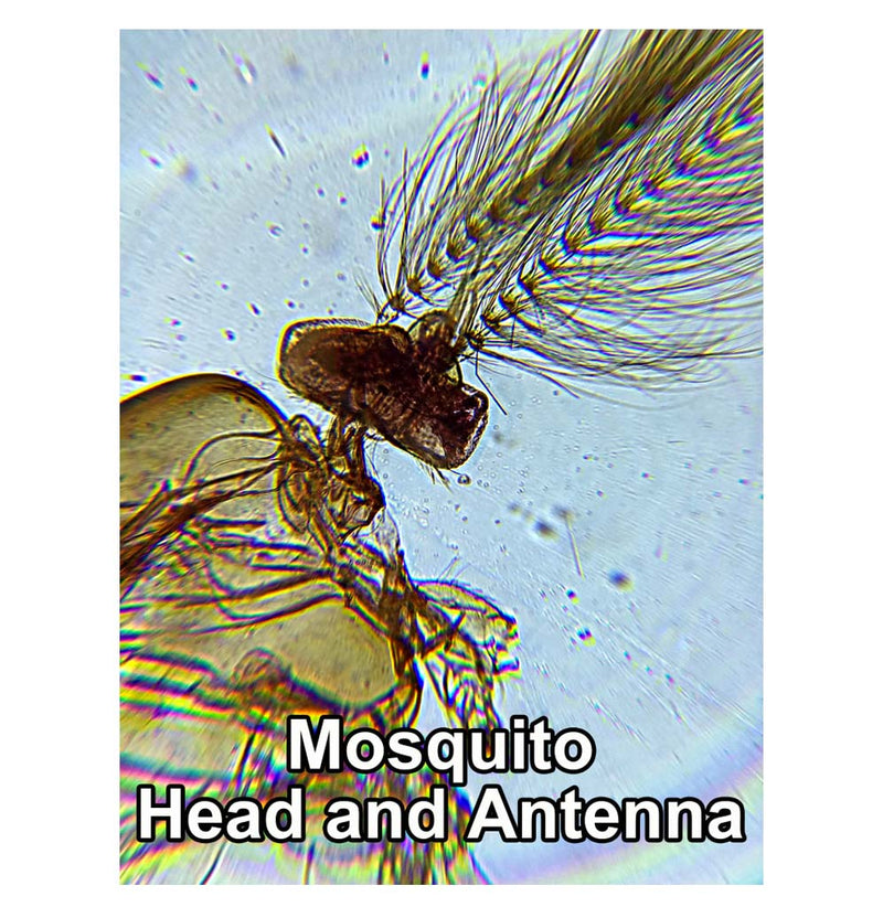 A microscopic image of a mosquito's body is brown and transparent; the antenna looks like large feathers protruding from the front of the mosquito.