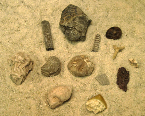Twelve fossils that come in the kit are sitting in the sand. They are Ammonite, Brachiopod, Crinoid Stem, Dinosaur Bone, Dinosaur Eggshell, Echinoid, Gastropod, Orthoceras, Sand Shark Tooth, Stingray Tooth, Squalicorax Tooth, and Trilobite. 