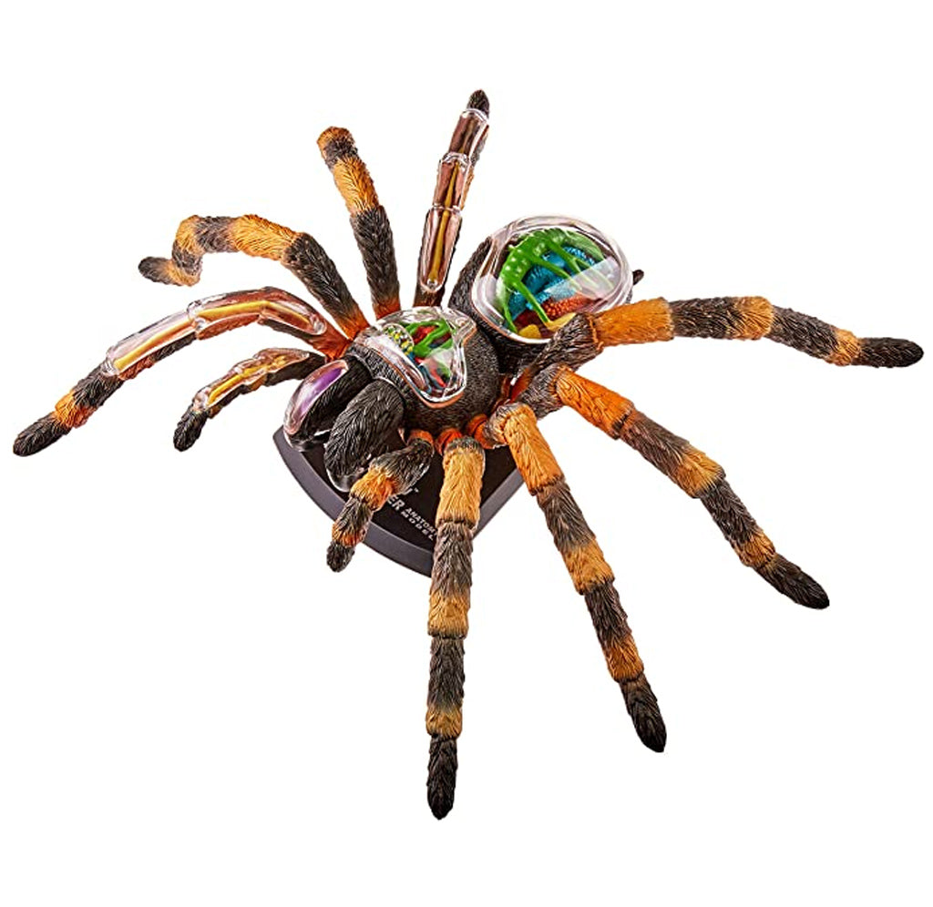 その他 Tarantula 4L Tarantula Spider 4D Model – Exploratorium