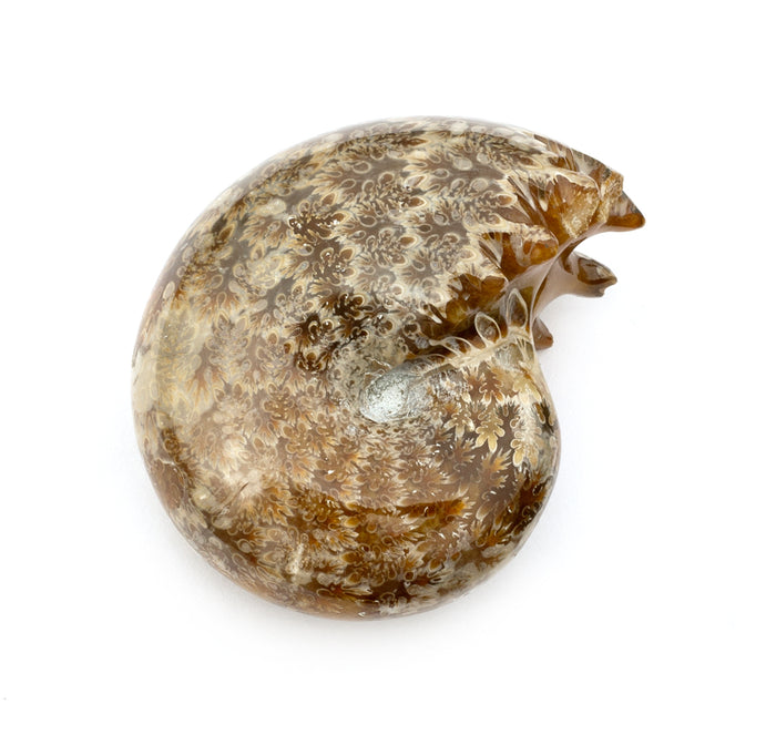 A brown ammonite fossil sitting on a white background. 