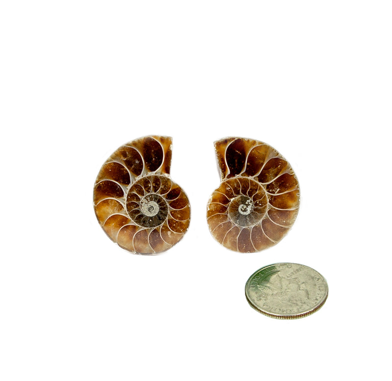 A pair of ammonite halves on a white background next to a coin. 