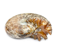 Fossilized ammonite on a white background