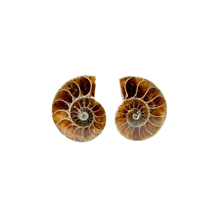 A pair of ammonite halves on a white background.