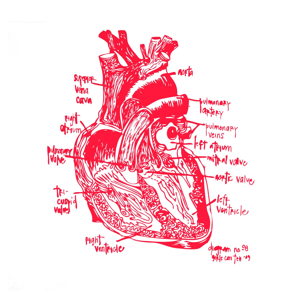 A red anatomical illustration of a human heart with labeled parts on a white background, including the aorta, pulmonary arteries, pulmonary veins, right ventricle, left ventricle, and valves on a white cotton kitchen towel.
