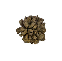 A jagged, brown fossil on a white background. 