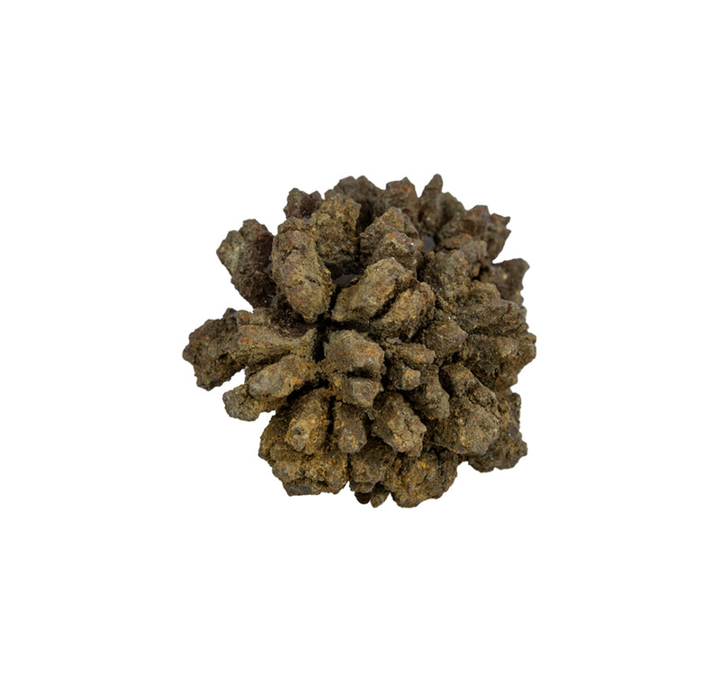 A jagged, brown fossil on a white background. 