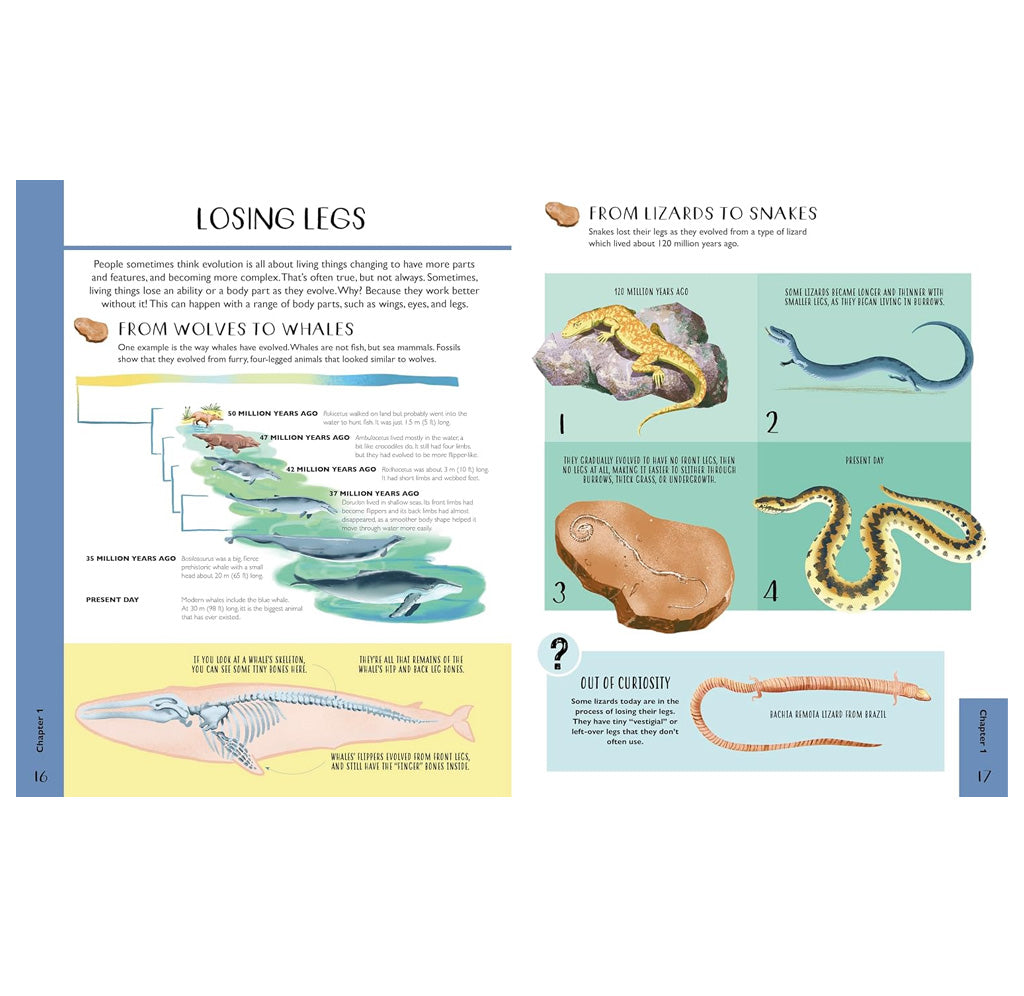 Evolution for Curious Kids: An Illustrated Introduction to Inheritance, Paleontology, Natural Selection and More!