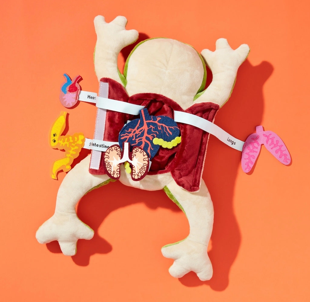 Plush frog toy with open cavity and labeled organs on an orange background