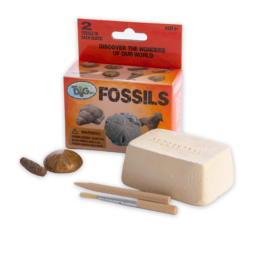 A children’s fossil-dig kit includes a red “Fossils” box, a large beige digging block, wooden excavation tools, and small fossil specimens, suggesting hands-on discovery.