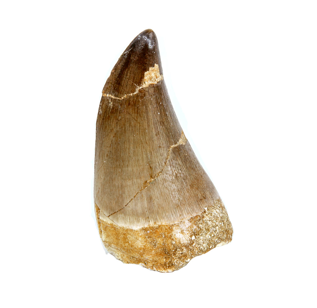 Fossilized tooth on a white background