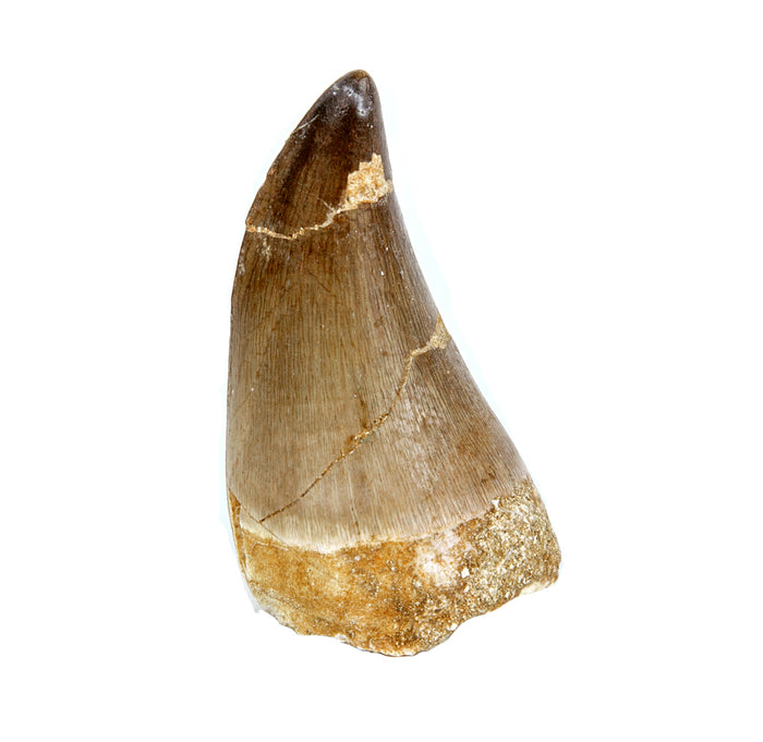 Fossilized tooth on a white background