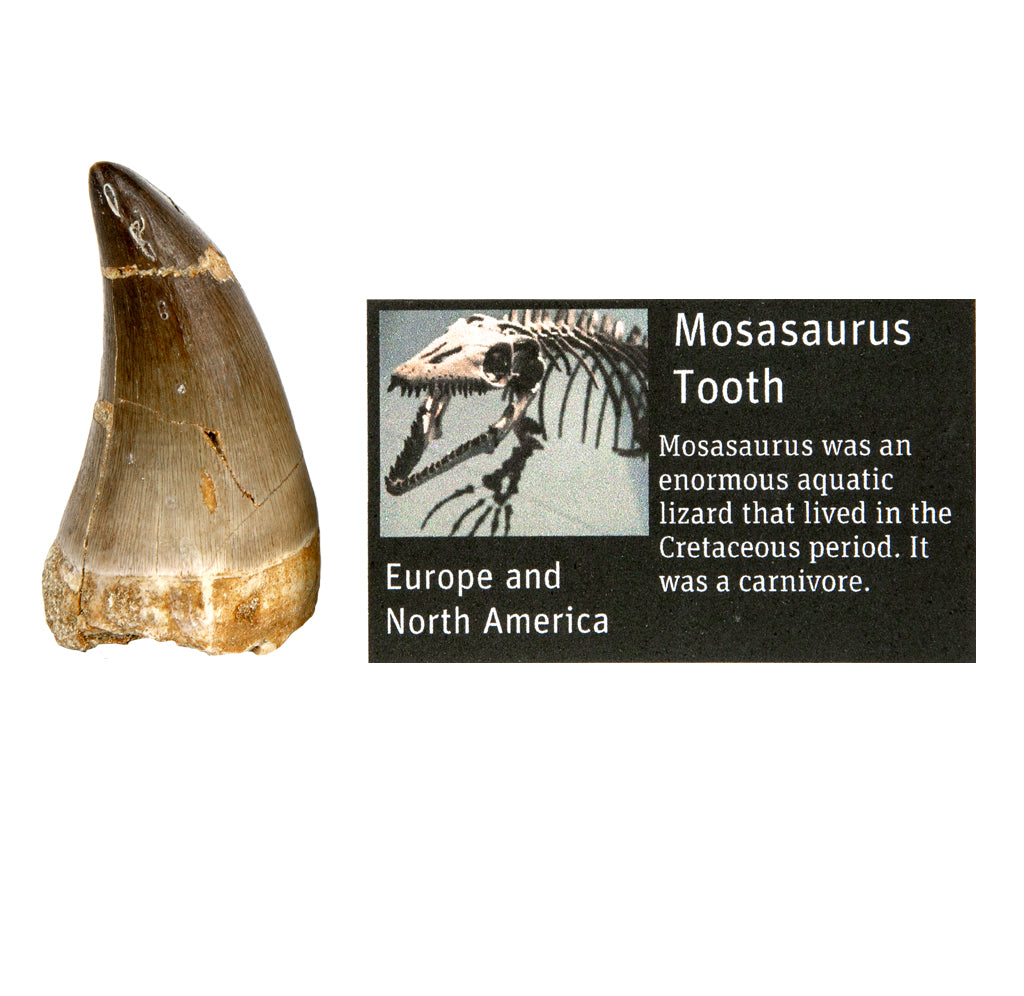 A fossil tooth next to a black informational card with a picture of a skeleton on it. 