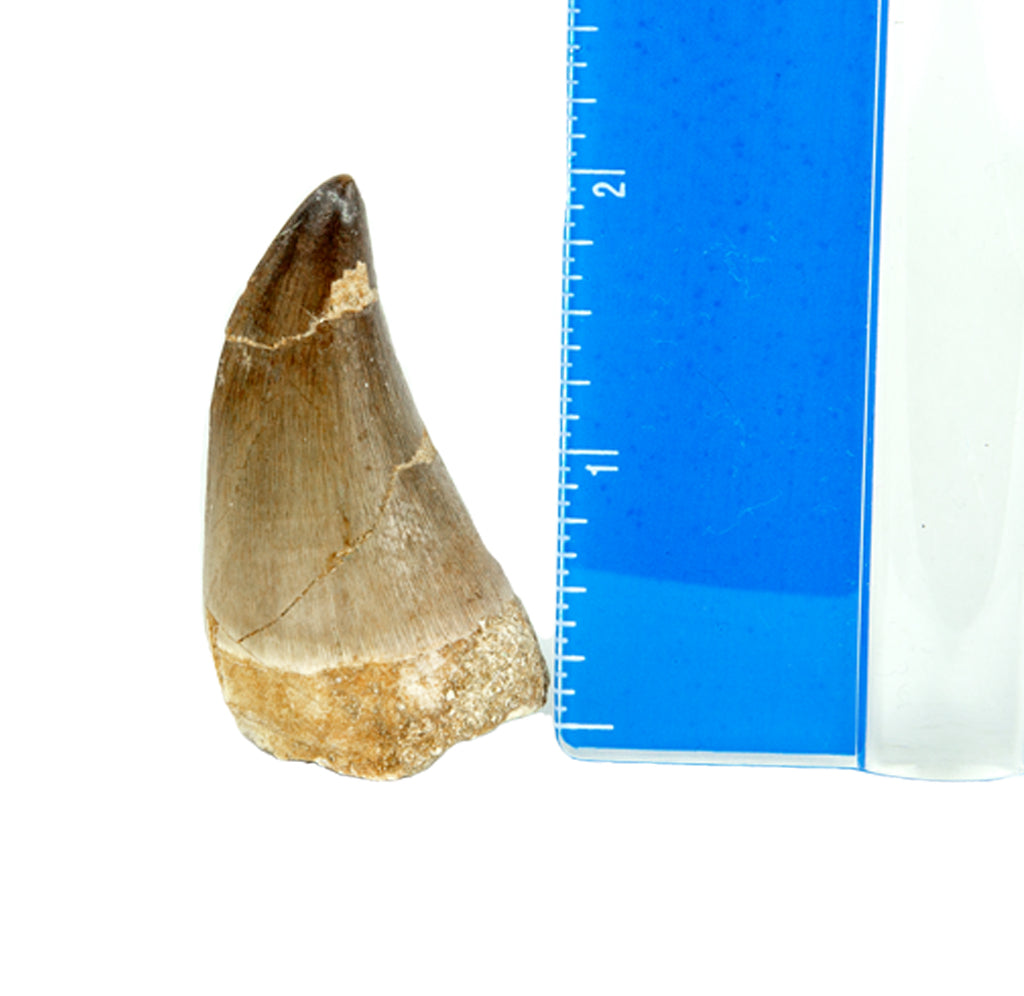 A fossil tooth next to a blue ruler. 