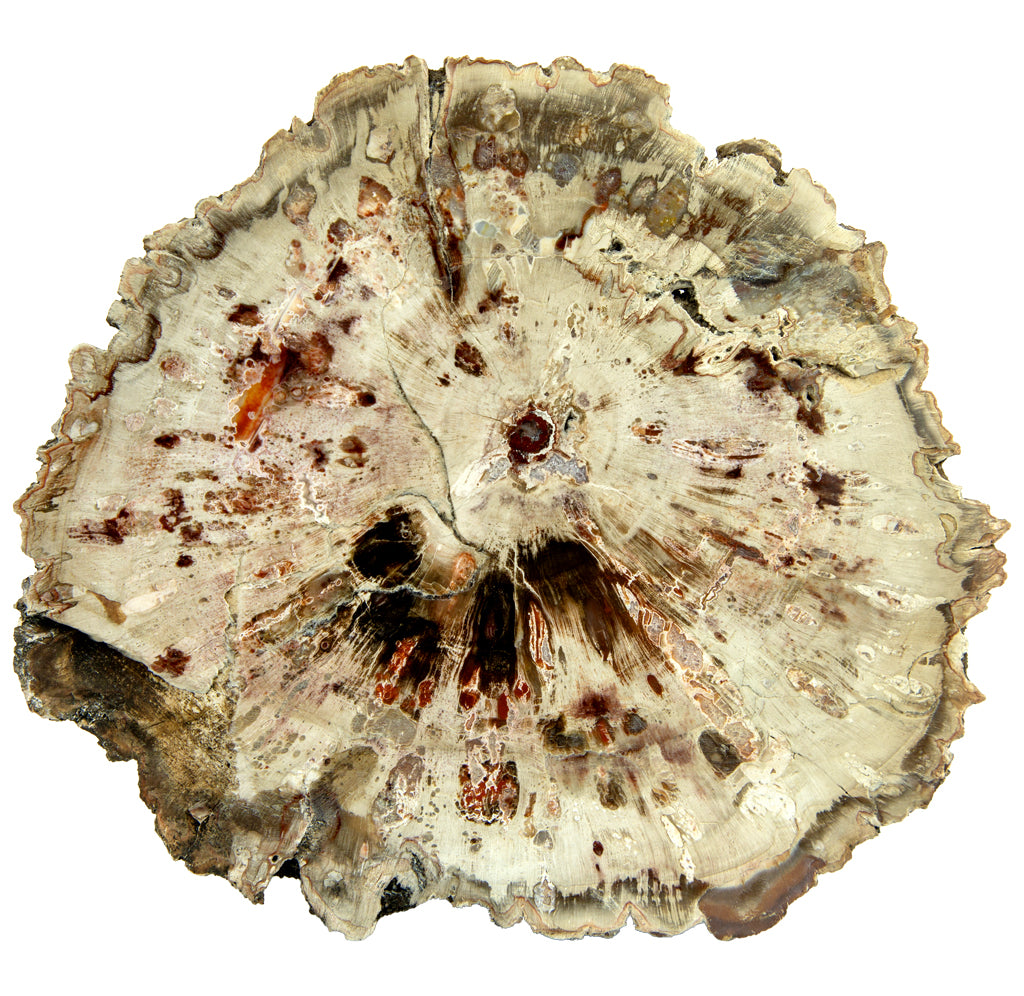 A cross section slab of wood.