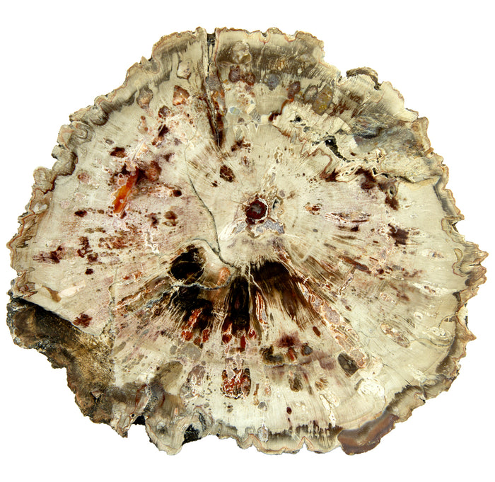 A cross section slab of wood.