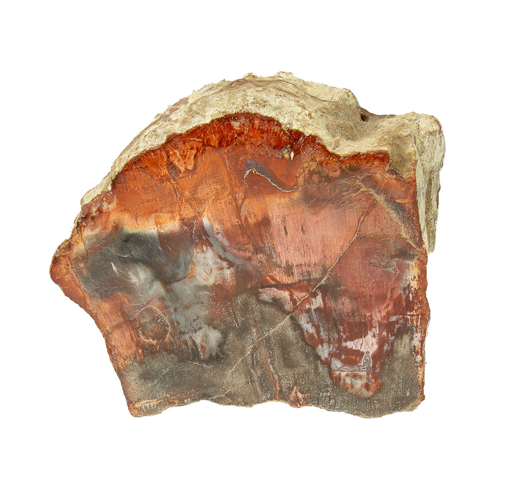 Cross section of a piece of reddish brown wood. 