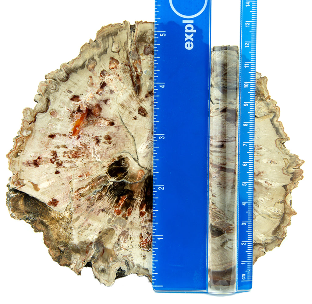 A cross section slab of wood with a blue ruler above it. 