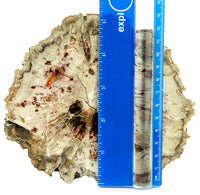 A cross section slab of wood with a blue ruler above it. 