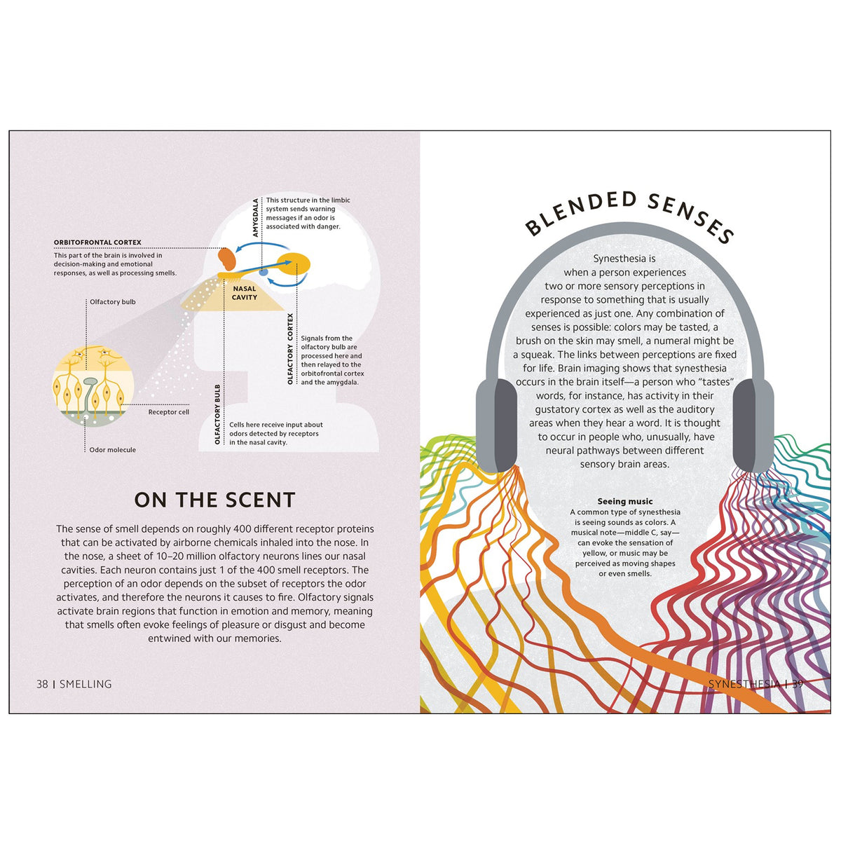 Layout page for Simply the Brain showing how scent and blended senses affect the brain.