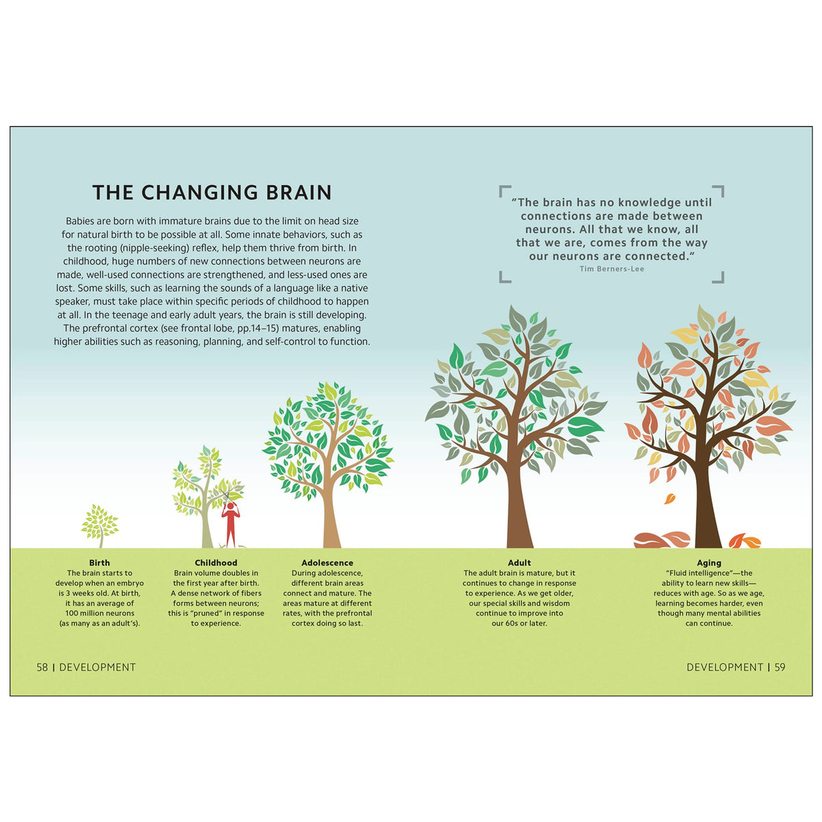 Layout page from Simply the Brain titled 'THE CHANGING BRAIN' from 'S&E DEVELOPMENT' explaining brain development from birth to aging, featuring colorful illustrations of a human brain and trees representing different developmental stages.