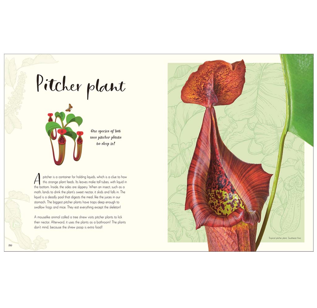 Illustration of a pitcher plant with text on a white background