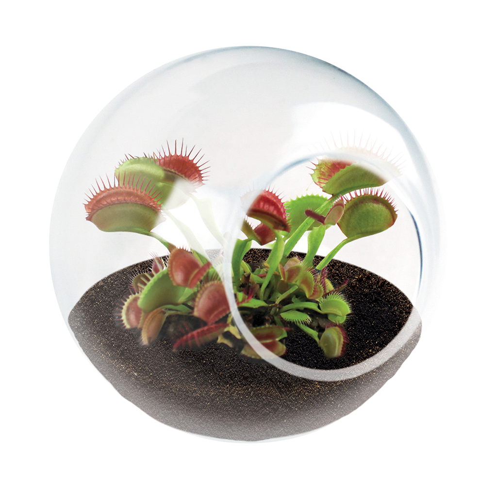 A clear glass terrarium holds a cluster of Venus flytraps in dark soil, their open green-and-red traps creating a curious, otherworldly scene.