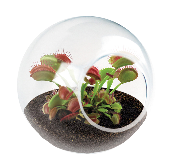 A clear glass terrarium holds a cluster of Venus flytraps in dark soil, their open green-and-red traps creating a curious, otherworldly scene.
