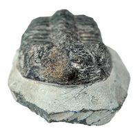 Fossilized trilobite on a stone base against a white background
