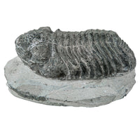 Fossilized trilobite on a stone base against a white background