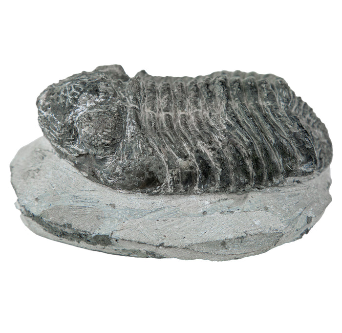 Fossilized trilobite on a stone base against a white background