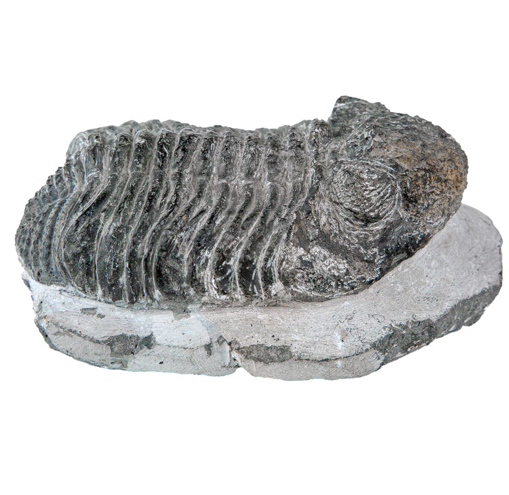 Fossilized trilobite on a stone base against a white background