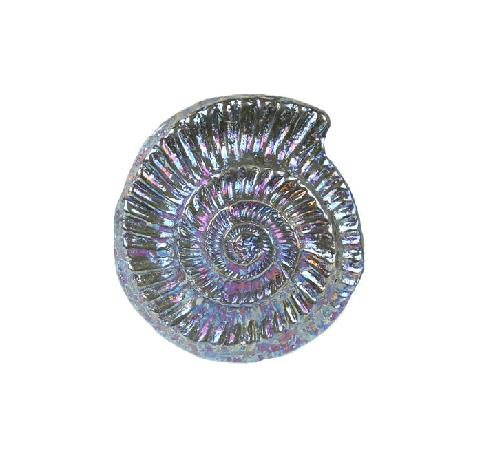 An iridescent ammonite shaped fossil. 