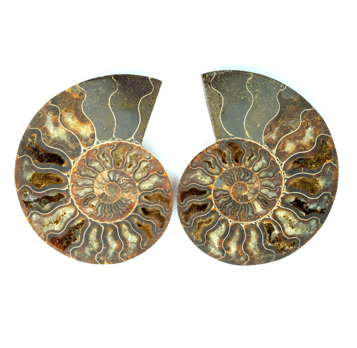 A pair of ammonite halves resting on a white background. 