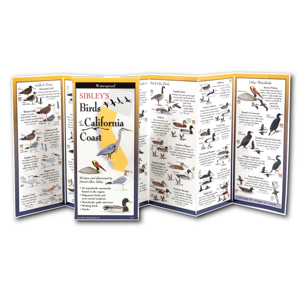 Fold out guide with many illustrations of birds. The front of the guide is shown in front with select birds and the shape of California depicted on the front. 