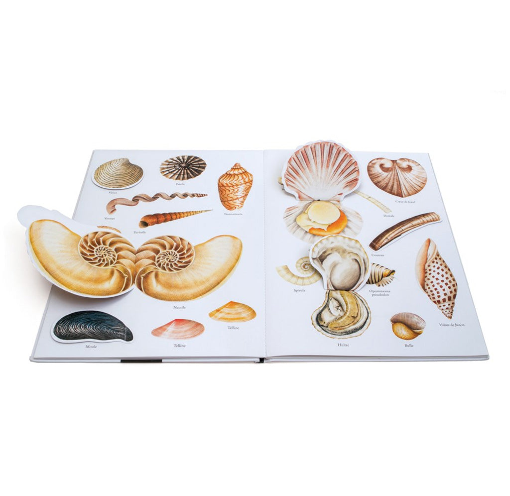 An open page featuring various shell images and a few with lifted flaps revealing illustrations of the inside of the shell. 