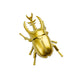 Gold rhinoceros beetle toy on a white background