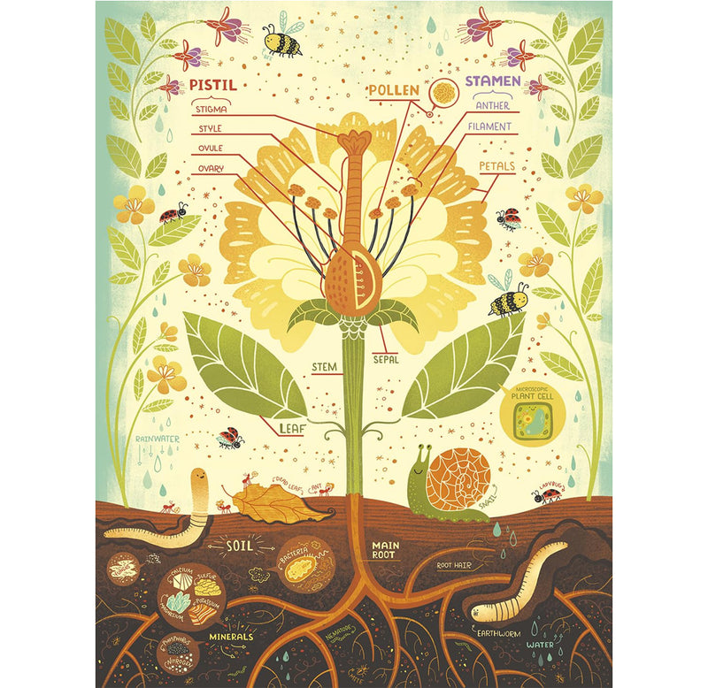 Image of a cross section of a flower with labels on various flower parts and parts of the environment. 