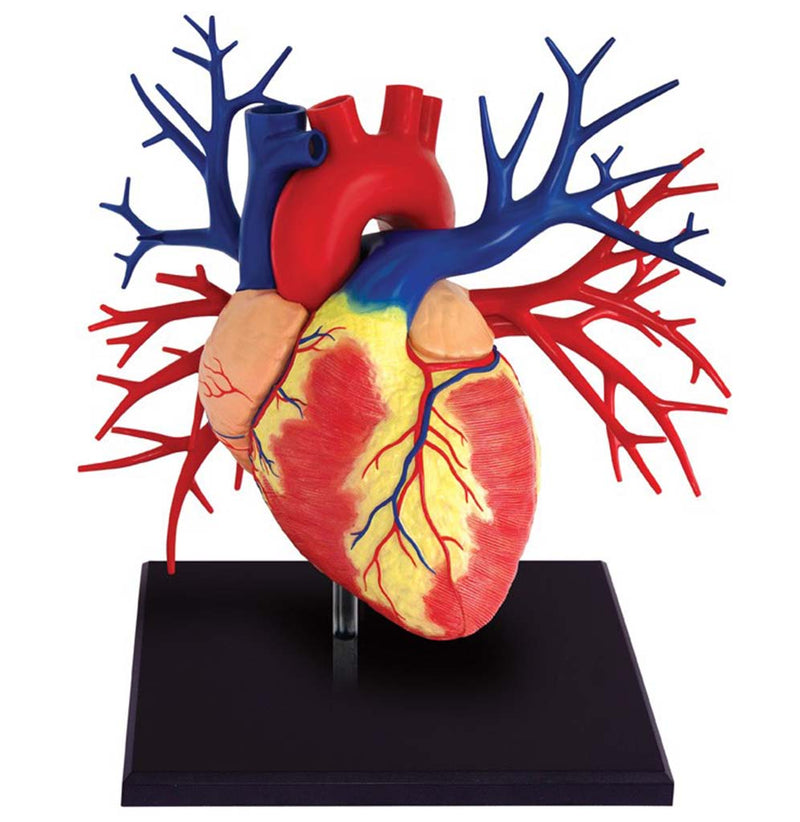 A life-sized, anatomically correct human heart model sits on a black stand.