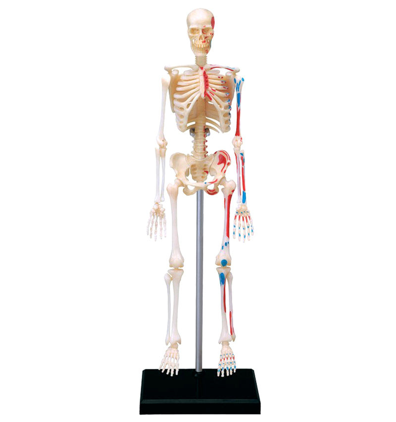  A full-body skeleton model on its stand.