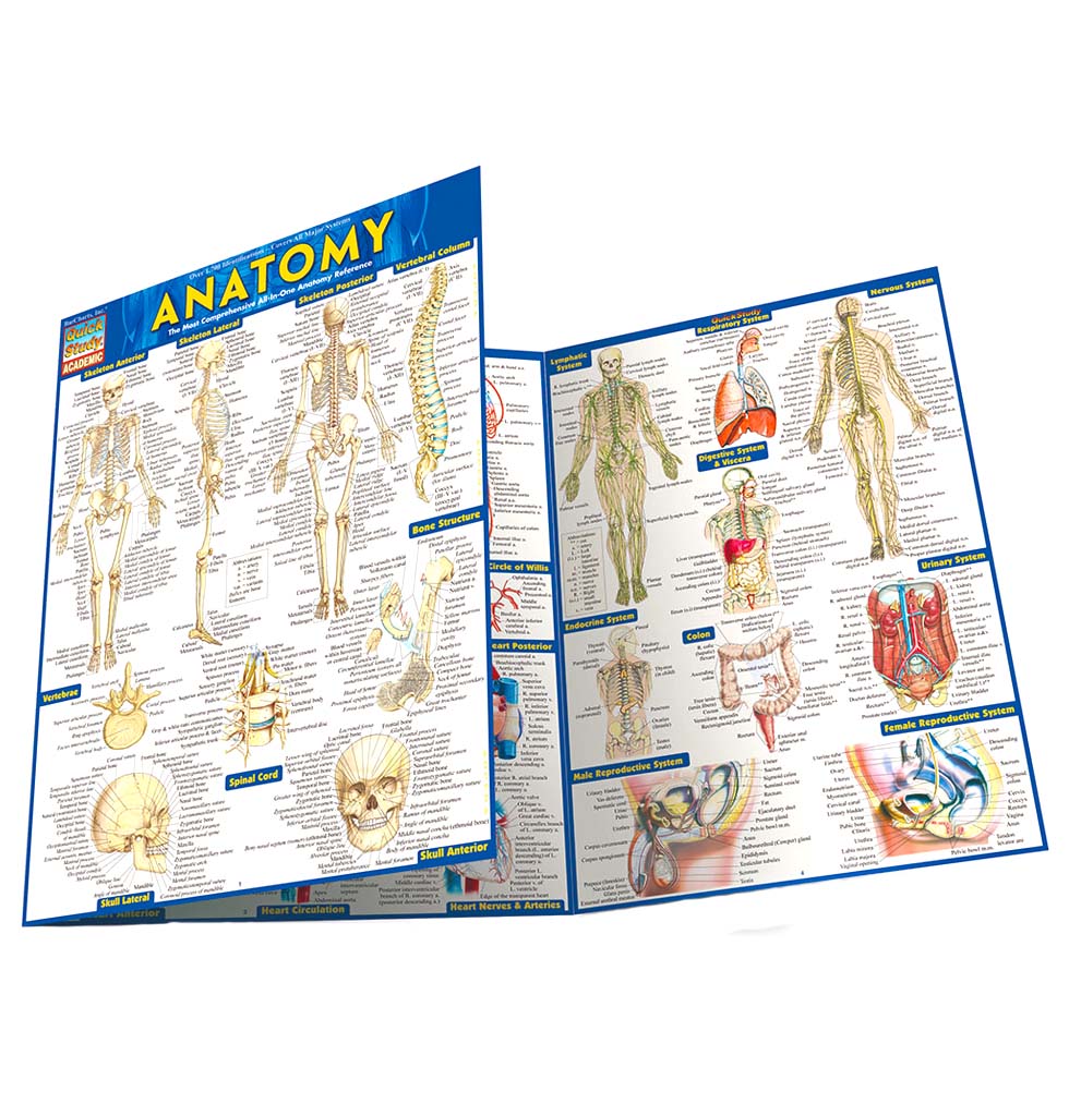 8 1/2" x 11" laminated three-panel fold-out guide on the basics of anatomy.