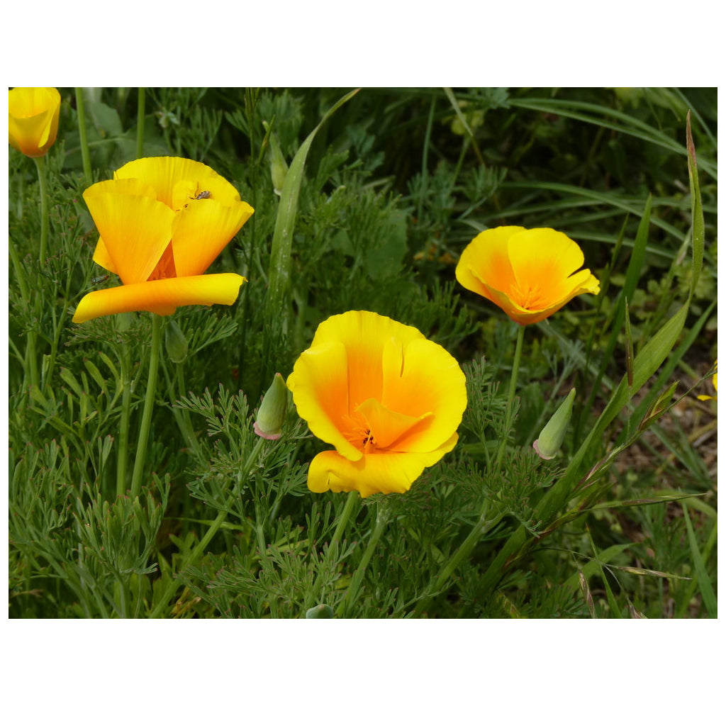 Calfornia poppies in a grass field.