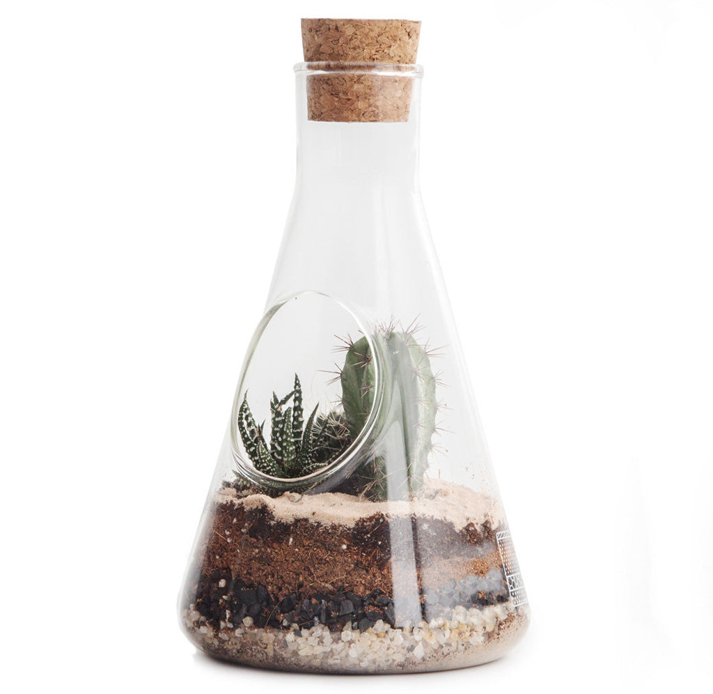 This terrarium is shaped like a lab flask made from clear handblown glass. A hole in the front to add the plants or succulents inside with different layers of gravel, sand, charcoal, and coco peat.