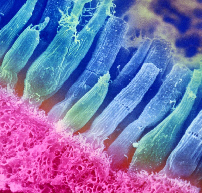 This is a macro photograph of the rods and cones of the eye that appear pink and blue in color.