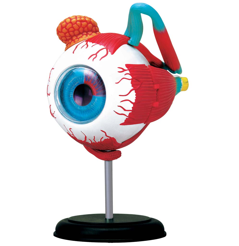 A red, white, teal, and blue with hints of yellow 4D blue-eyed eyeball out of the socket attached to a silver and black stand.