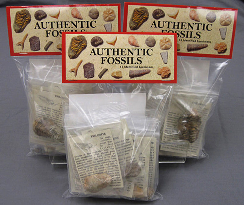 This is an image of the packaging for the fossils kits. It is a plastic bag with a header tag on the top that reads Authentic Fossils with fossils around it.