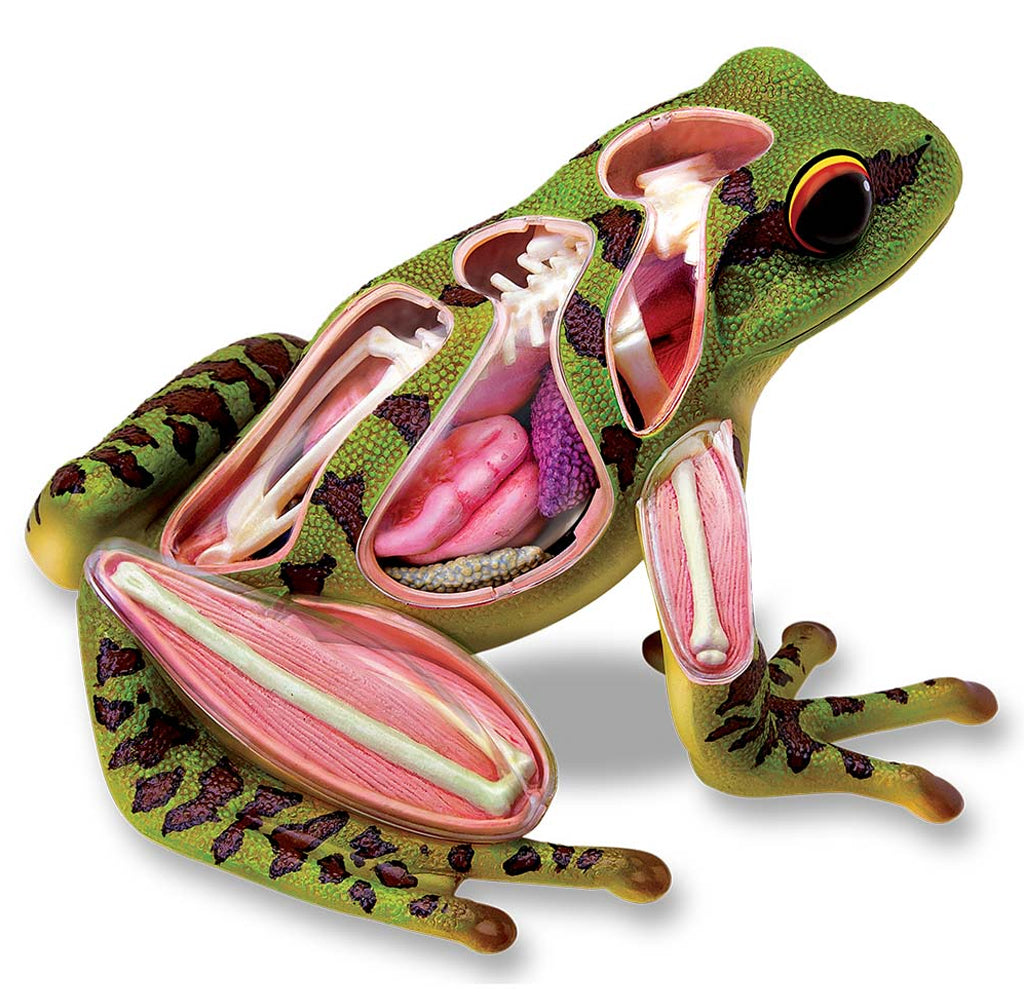 Green Frog Model with black patches, transparent cutaway to show internal organs and parts like liver, intestines, musles and bone structure etc.