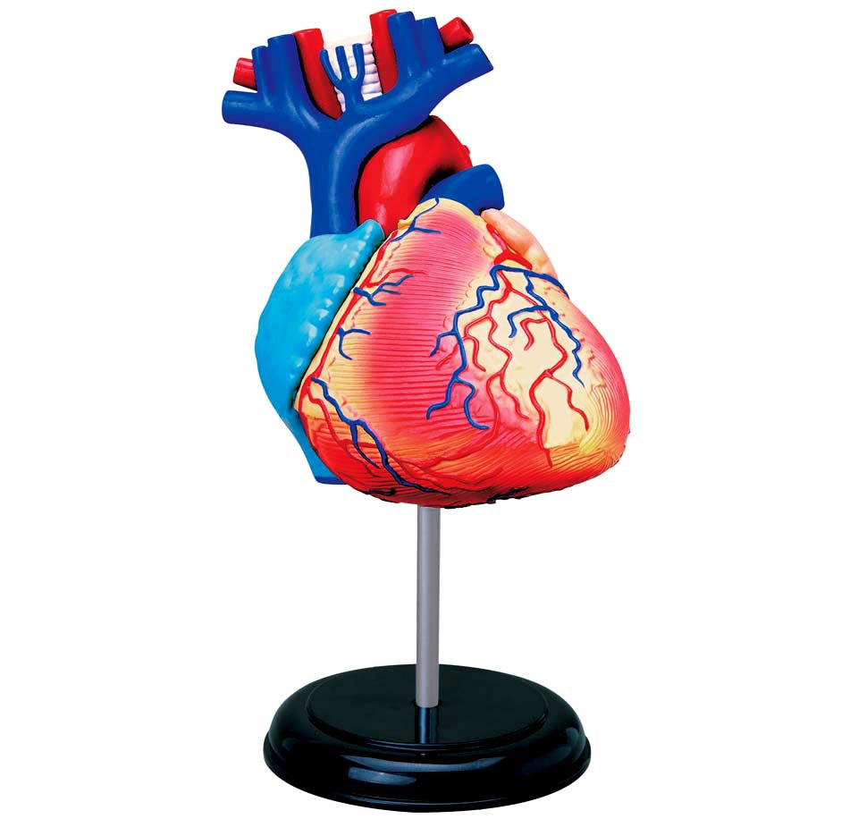 A red, blue, and yellow anatomical heart sitting on top of a silver and black stand.