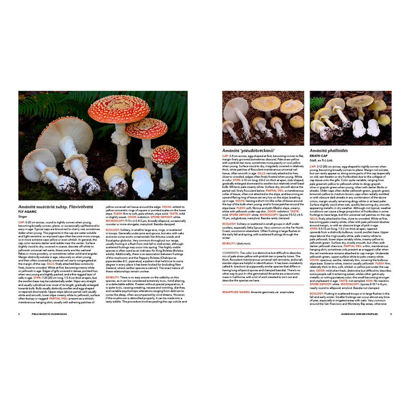 The layout page has three separate mushroom species: red-capped Fly Agaric, yellow-capped Pseudobreckonii, and death cap.