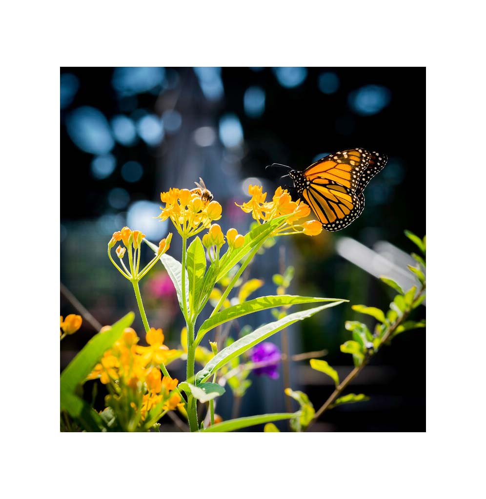An image of a Monarch butterfly sitting atop a yellow flower.